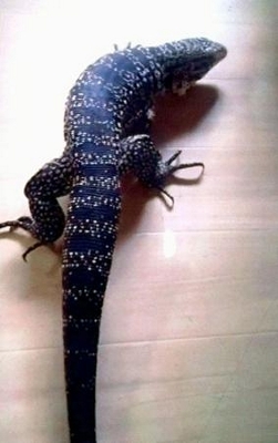 逃げた大型トカゲを捕獲、青森 体長約1・1m、飼い主宅付近で｜信濃