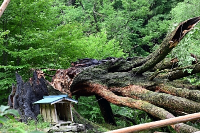 超レア　ミズナラの朽木 幹回り9メートル以上で国内最大級､阿智村のミズナラ巨木倒れる 樹齢500