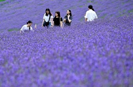 富良野、ラベンダーが見頃 丘一面に広がる紫の香り｜信濃毎日新聞