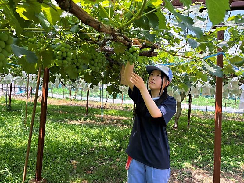 メビウスのようなセミダブル 加藤農園 株分苗 mqdefault.jpg