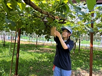 南安曇農業高校の農場でブドウの成長具合を確かめる矢花さん。近くミヨビンテージを散布する