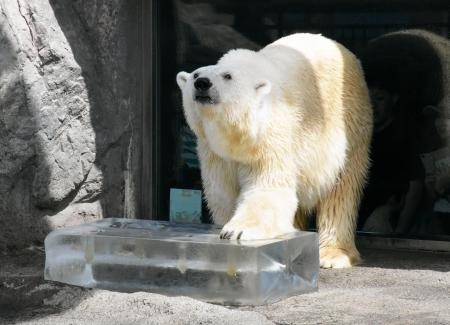 動物たちに氷のプレゼント 北海道・旭川の旭山動物園｜信濃毎日新聞