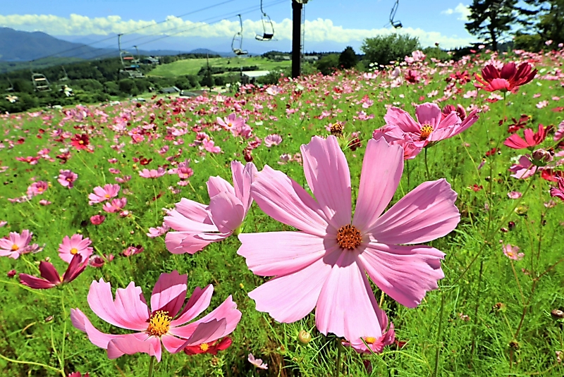 ゲレンデに広がるコスモスは「ひとめ百万本」 信濃町の黒姫高原では