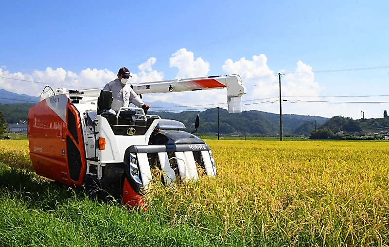 【新米R6年産】長野県松本カメノオ(自然栽培・転換２年目)玄米140サイズ 新米R6年産】長野県松本カメノオ(自然栽培・転換2年目)玄米140サイズ