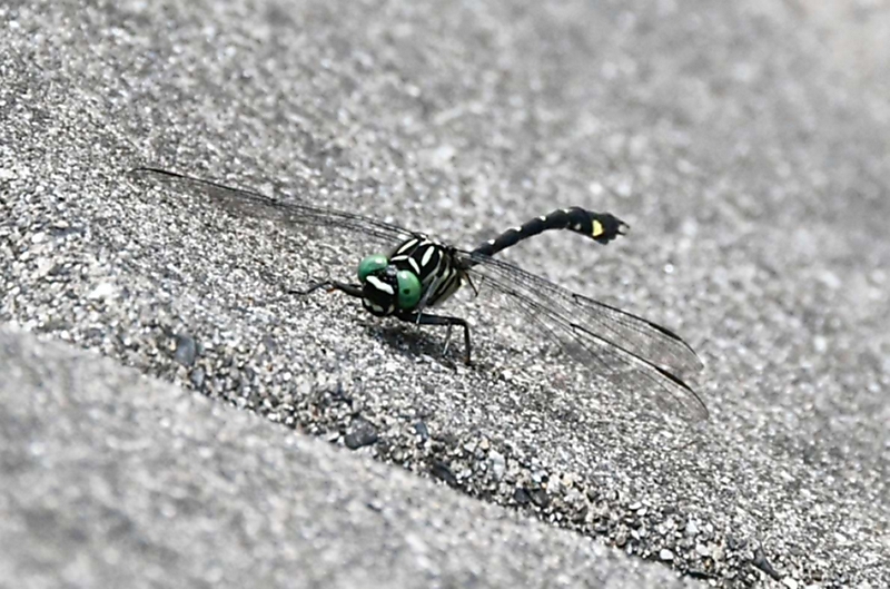 トンボの希少種「メガネサナエ」の数を調査 長野県、諏訪湖に流れ込む