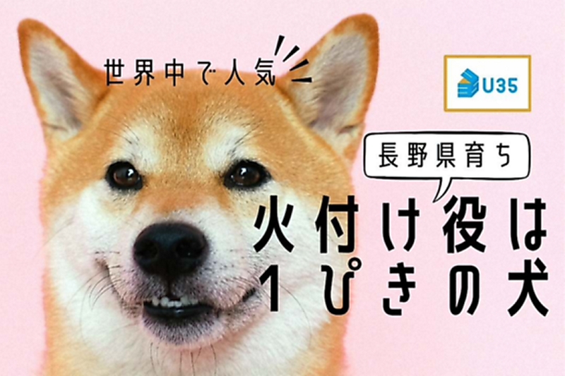 世界中で人気の「柴犬」 “全てのお父さん”は、実は長野県育ちの1匹