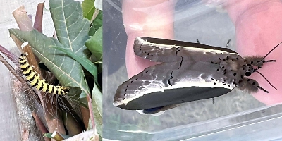 越冬困難なはずが…長野県の安曇野市や松本市で中国原産の「ガ」の幼虫