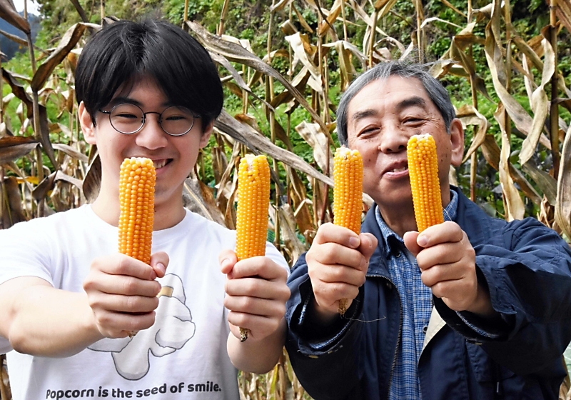 長野市の山間地､新名物はポップコーン? 専用トウモロコシ栽培に挑戦