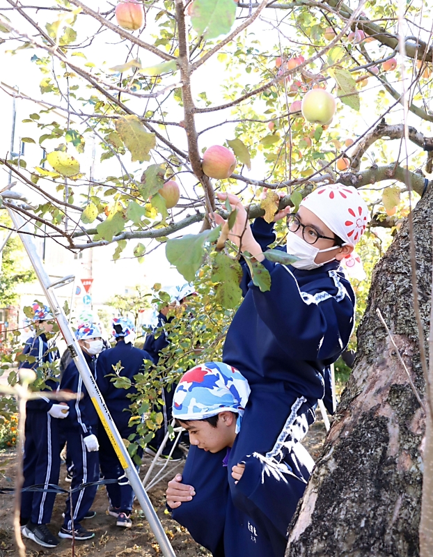 中学生が育てたリンゴ、肩車して今季最後の収穫 飯田市のシンボル