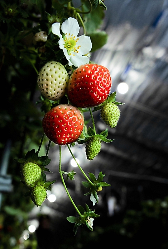 イチゴを照らして赤くなれ クリスマス間近、安曇野市の農家が試行錯誤