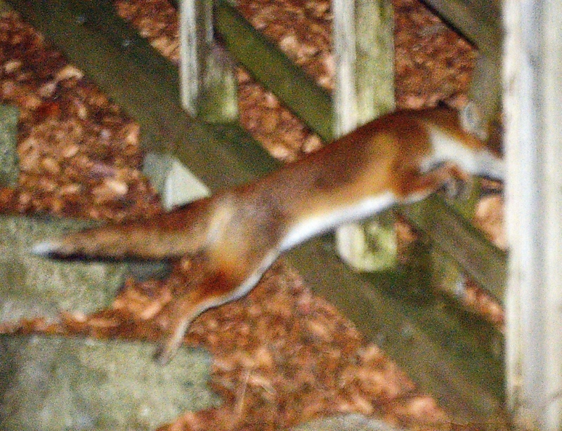 え？キツネ？」 夜闇を横切る長いしっぽ 諏訪市の高島公園で遭遇｜信濃