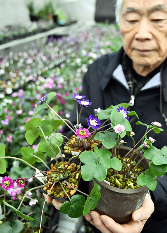 春告げる「雪割草」自慢の150株 愛好家の会が3月、富士見町で展示へ