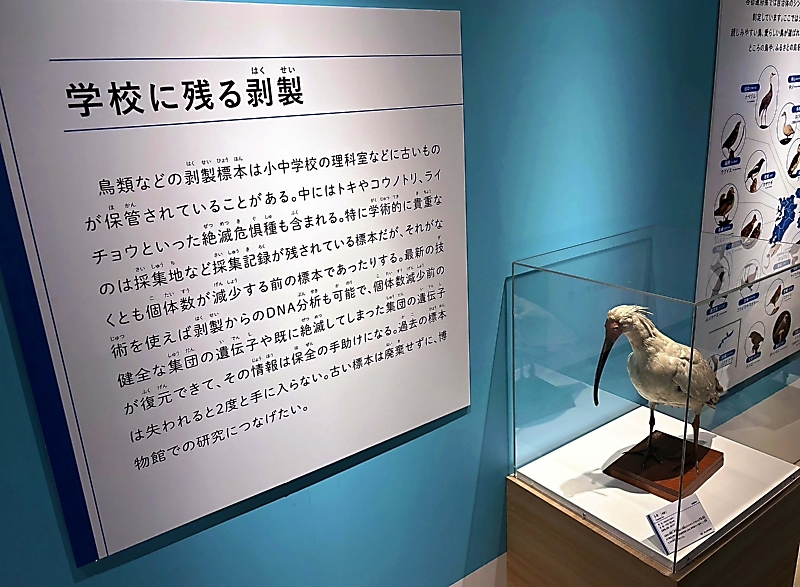 諏訪二葉高に残る貴重なトキの剥製、国立科学博物館で展示 校長「寄贈
