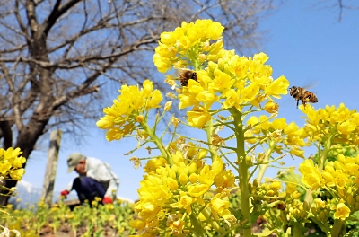 安曇野市で菜の花の開花進む 穂高川沿い、ミツバチも｜信濃毎日新聞