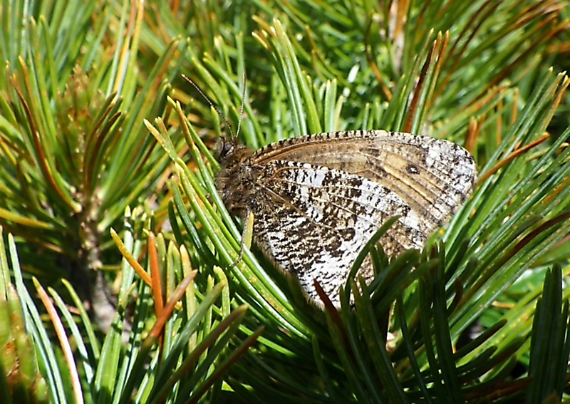 八ヶ岳にだけ生息する希少チョウ、気候変動や違法捕獲で減少 環境省