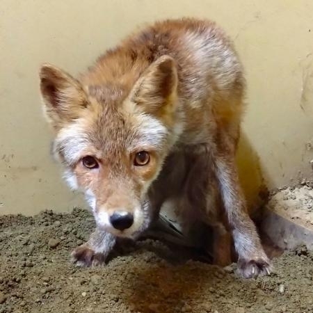 コンなところもう嫌だ？ 元野生キツネ脱走、名古屋｜信濃毎日新聞