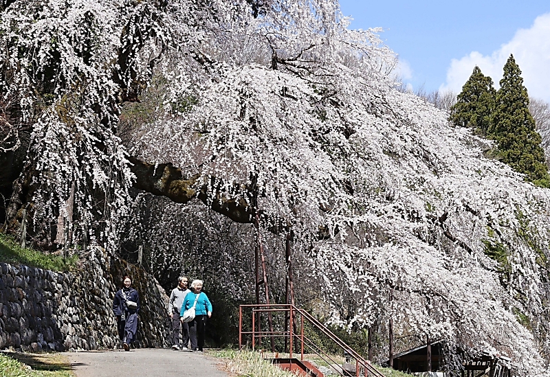 古木がつくる花のトンネル 飯田市の「毛賀くよとのシダレザクラ」 吹く