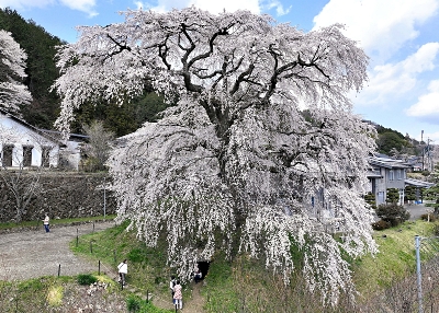 古墳の上”に高さ15mの桜 飯田市座光寺の「石塚桜」が満開｜信濃毎日