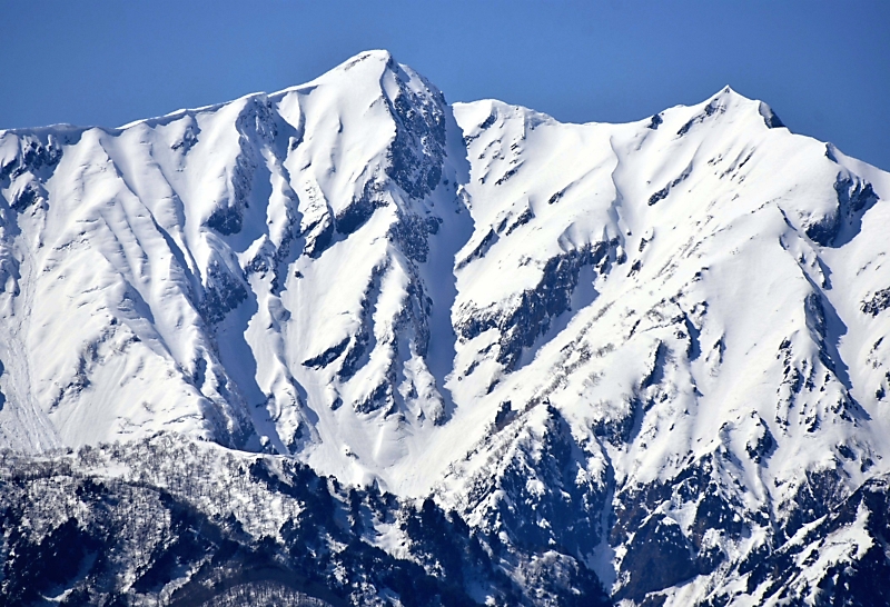 山採り　アズキナシ 特大 北アルプス鹿島槍ヶ岳に浮かぶ雪形､大町市から見えた 山頂から尾根に