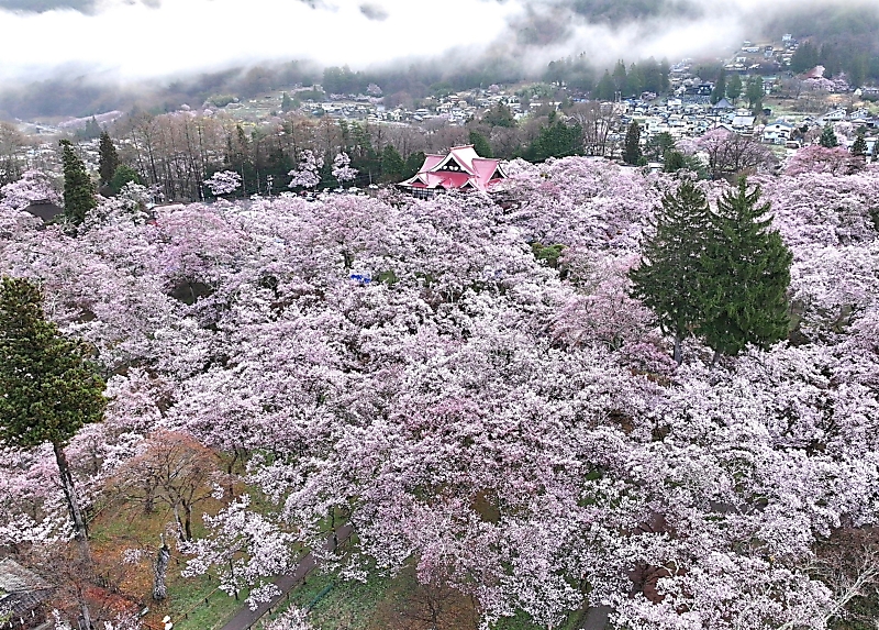 天下第一の桜」は圧巻の満開 伊那市の高遠城址公園 雨にぬれ