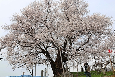 山ノ内町・宇木の「古代桜」が見頃に 散策で心も弾む4㌔のコース