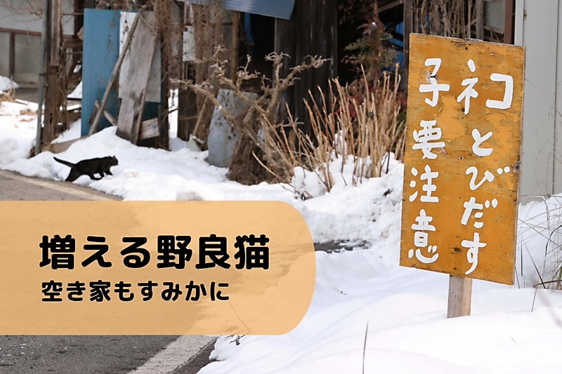 長野市の山間地で増える猫に住民苦悩 空き家もすみか 臭いやふん害