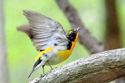 黄色く鮮やかなのに意外と目立たない 夏鳥のキビタキ、飯綱町の林を