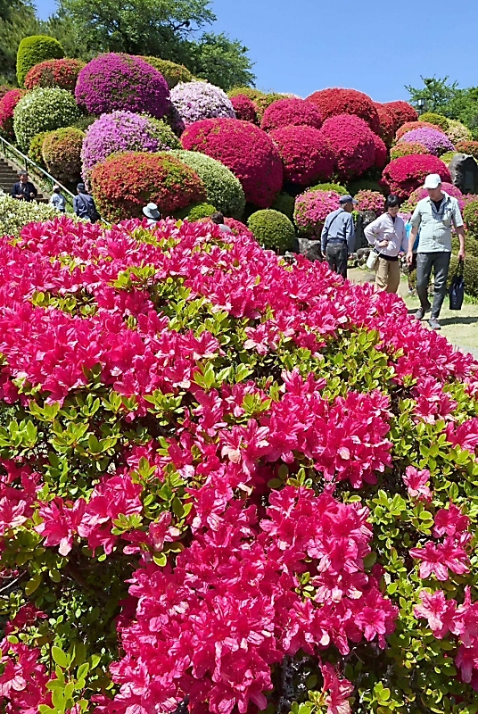 素晴らしい景色」3万株が咲くツツジの名所 「祭り」が終わっても続く 素晴らしい景色」3万株が咲くツツジの名所 「祭り」が終わっても続く
