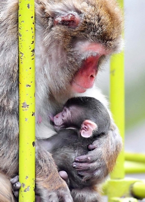 今季初の赤ちゃん猿、生まれたよ 長野市茶臼山動物園でニホンザルの