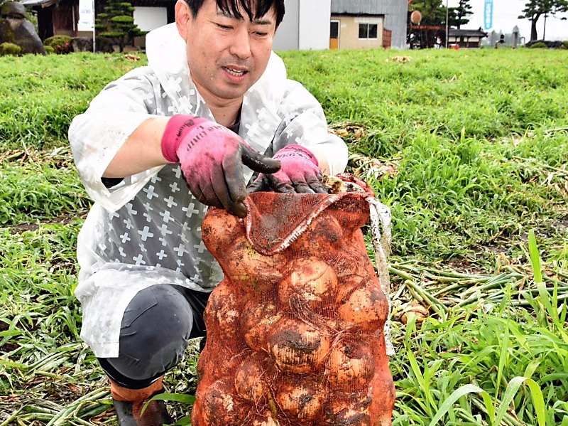格安！玉切り 幹 60本以上 まとめ売り CNTS2025061400482_M.jpg
