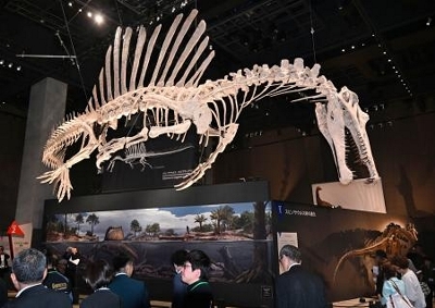 恐竜スピノサウルスを公開、福井 14メートルの全身骨現再現｜信濃