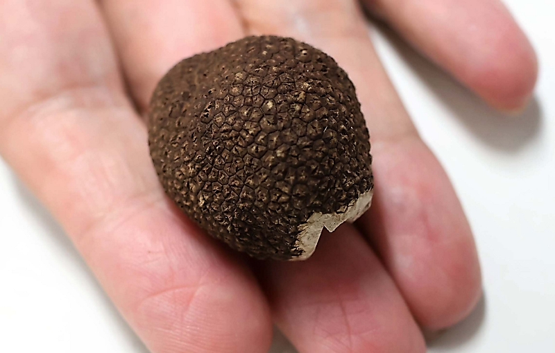 高級食材の「黒トリュフ」を特産にしたい 2年前に国内で人工栽培に成功
