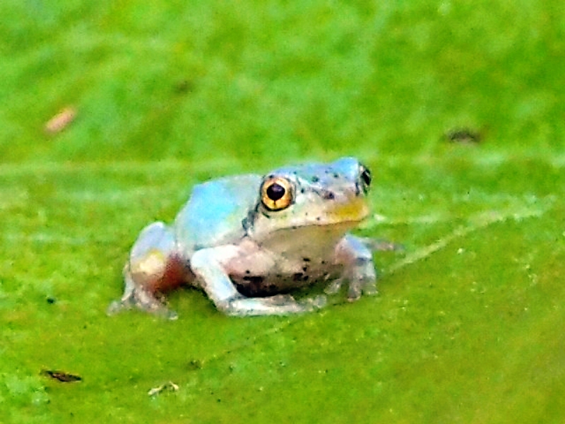 【カエル】愛媛県　プルーフ 幸せを呼ぶ？ 青いアマガエル見つけた！信濃町の14歳が撮影 好き