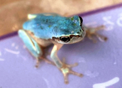 捕まえた30匹のカエルの中に…青いアマガエル 伊那市の6歳