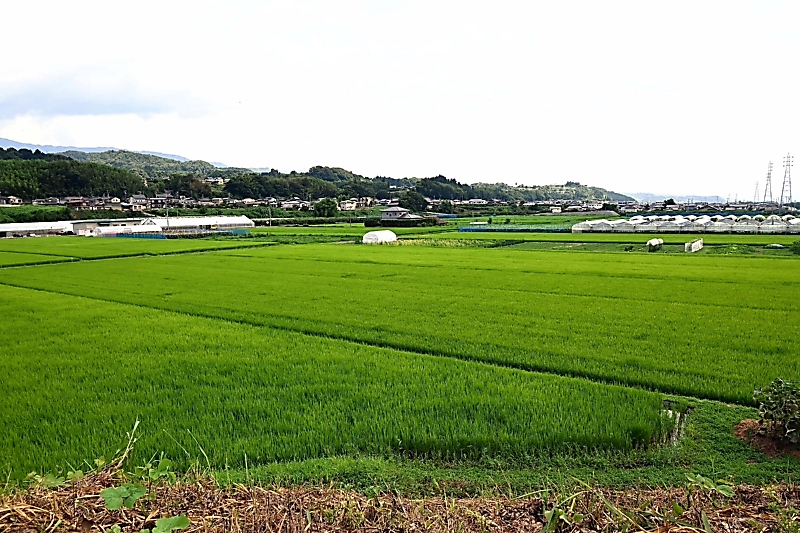 農地を集約し支え合って営農できる場に…高齢化で農業者の7割に