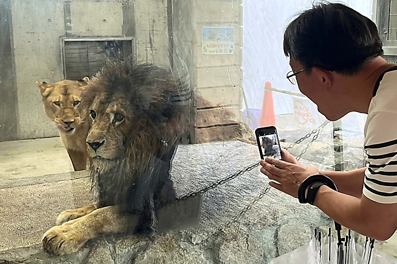 8月10日は「世界ライオンの日」 茶臼山動物園で飼育員が特別ガイド