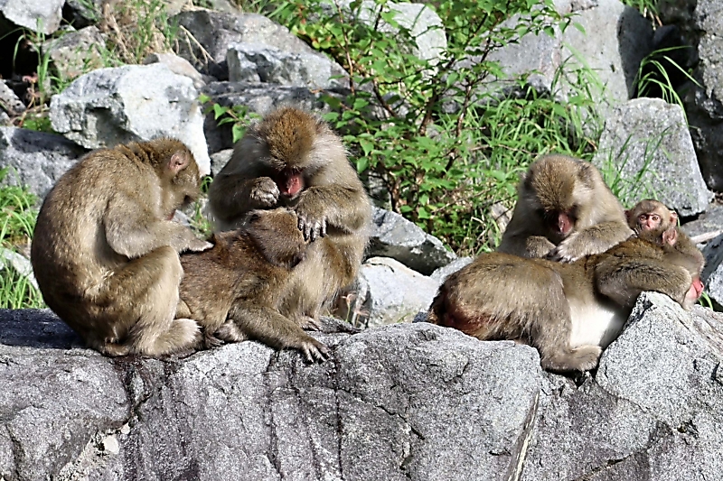 北アルプス、涸沢ヒュッテから下山中に出会った猿の群れ…団らん姿