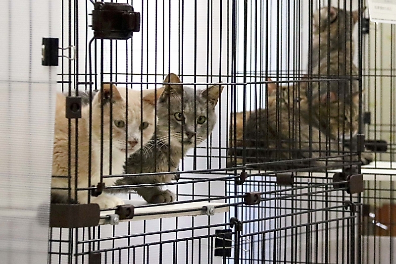 長野市の60代男性、猫39匹飼ったまま入院し「多頭飼育崩壊」に…保護