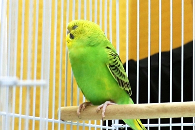 落とし物”のインコ、飼い主を待っています 富士見町で発見 茅野署