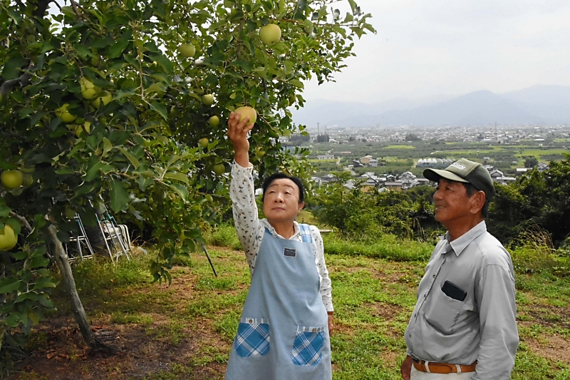 廃業加速 長野市のリンゴ生産が危機 全国5位の産地を守るには｜信濃