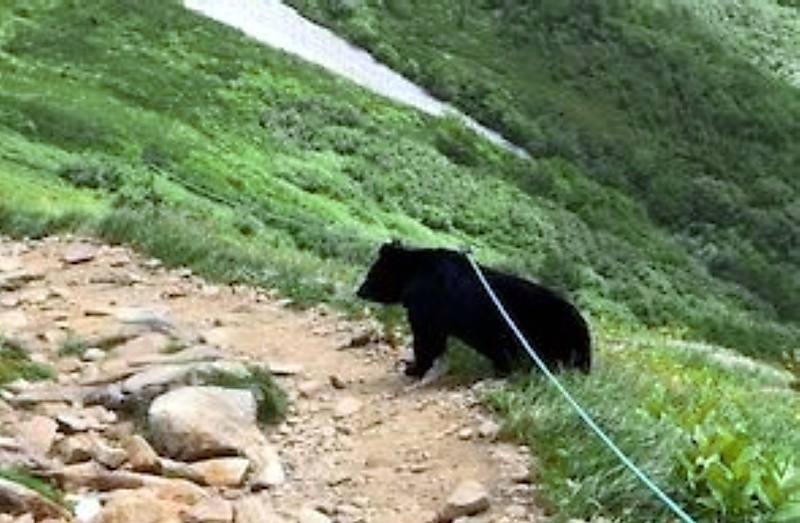 山頂で弁当食べ、テントも襲撃 北アルプスの熊に「度を越えた」変化