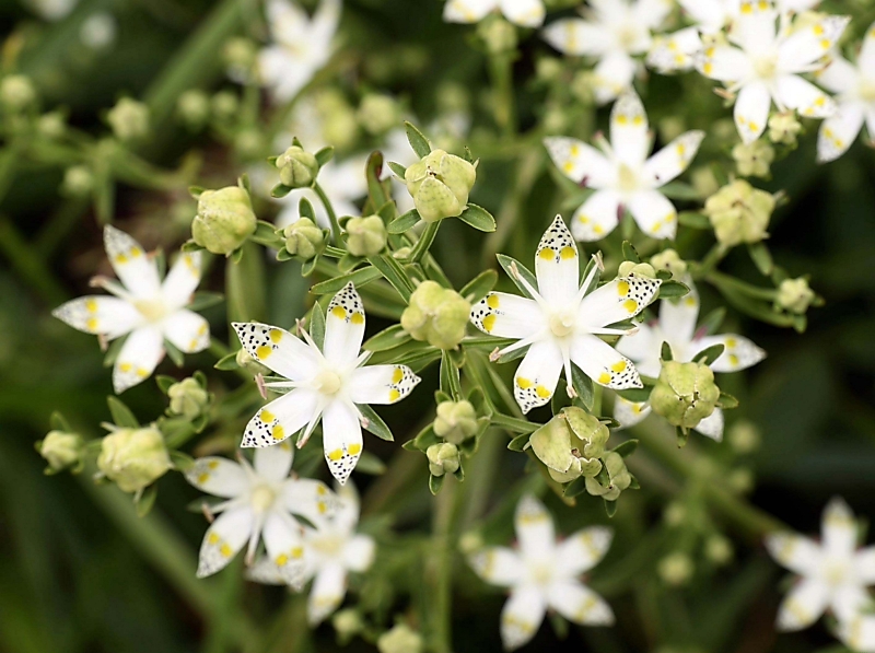 標高1200㍍に漂う秋 アケボノソウが見頃 根羽村の茶臼山高原｜信濃毎日
