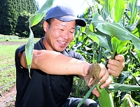 トウモロコシを収穫する渡辺さん