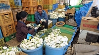 仲間と出荷作業をするサイさん（左）