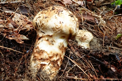 マツタケまだ小ぶりだが「今年は良さそう」 伊那市の“博士”も期待感