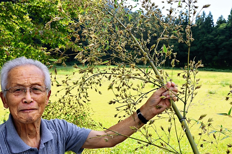 120年に一度、クロチクの花が山ノ内町で咲いた ｜信濃毎日新聞デジタル