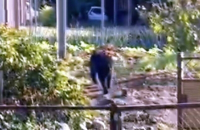 熊が出没していた飯田市 仕掛けたわなで1頭を捕獲し駆除 公表まで4日