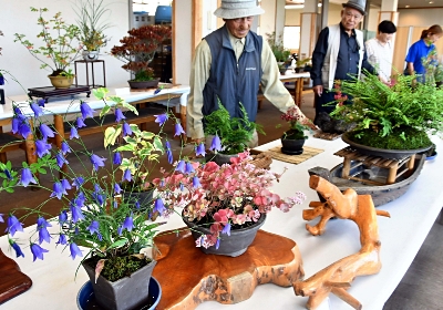 ダイモンジソウやリンドウ、秋の山野草を寄せ植え 富士見町で愛好家の