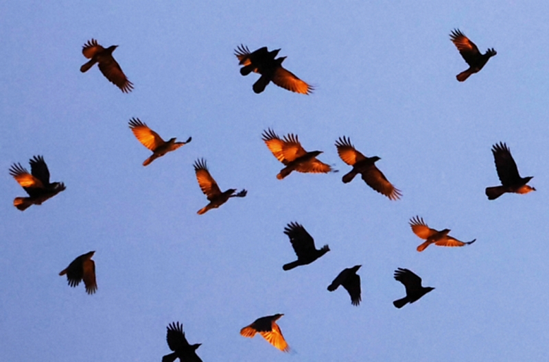 長野市の空を見上げたら「火の鳥」の群れ？ その正体は…｜信濃毎日新聞