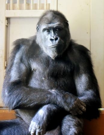 シャバーニの娘、お引っ越し ゴリラ、繁殖で上野動物園へ｜信濃毎日
